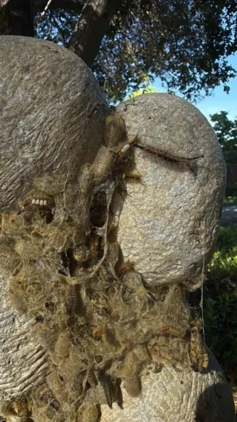 laptop screen showing news article about caterpillar infestation in Menlo Park