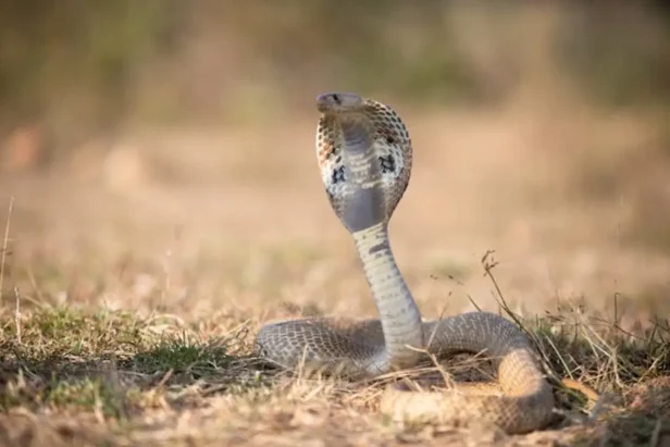 Two rattlesnakes coiled on rocky ground in California wilderness area.